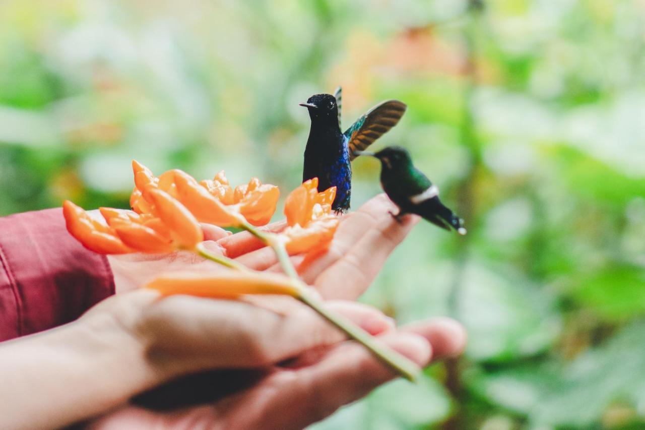 Piripe Wellness Lodge Pacto Luaran gambar